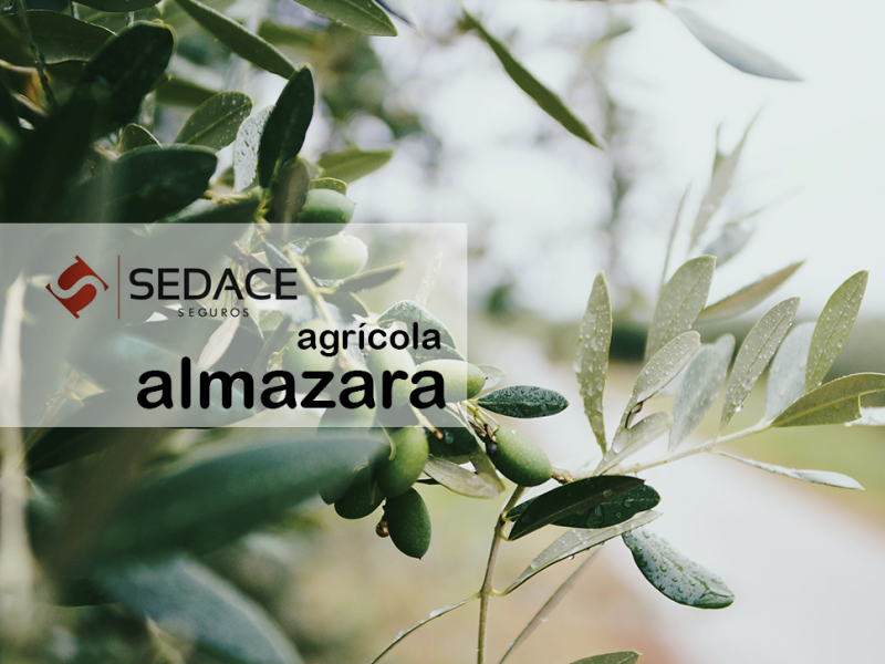 Seguros Agrícola / Almazara